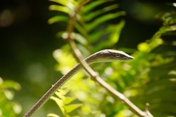 An asian vine snake or Ahaetulla prasina waiting in ambush among the foliage at Bokor National Park in Kampot, Cambodia