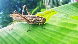 Grasshopper Patanga  eating a banana leaf with gusto