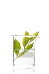 Exotic plant in beaker isolated on white background with clipping path. Organic and Green Chemistry.
