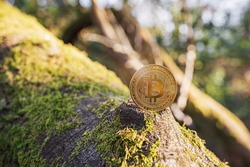 Close-up of Bitcoin on a tree with moss outdoor on green natural background with copy space. Single physical metal gold shining BTC cryptocurrency coin. Environment impact of crypto mining concept