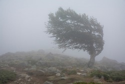Single tree in the fog, struggling the strong wind