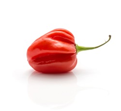 One Habanero chili red hot pepper isolated on white background