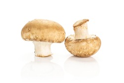 Two brown mushrooms isolated on white background raw fresh
