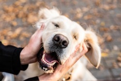 Pet care concept. Funny smiling golden retriever dog in the park