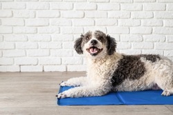 Pet care. Cute mixed breed dog lying on cool mat in hot day looking up, white brick wall background, summer heat