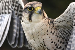 Peregrine Melin Falcon Bird of Prey