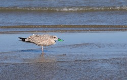 A seabird in focus picking up a plastic cigarette lighter from the shallow water as the tide goes out on a popular British beach. Plastic in food chain.