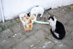 Stray cats begging for food. problem of stray animals, the concept of a shelter for stray cats. problem of stray animals, the concept of a shelter for cats.