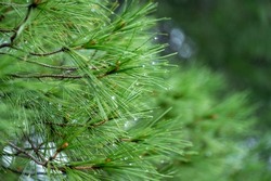 pine branches after rain. wet pine branches after rain close up. Raindrops on a pine needle. Natural blurred background with needles twigs and drops after rain