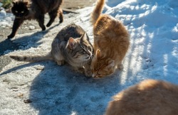 Homeless stray cats begging for food in winter. Problem of homeless, stray and abandoned animals. concept of shelter for stray cats. problem of stray animals, concept of shelter for cats