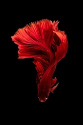 beautifull betta fish in tropical country to breed as domestic pet