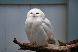 The snowy owl (Bubo scandiacus) being curious.