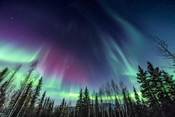 Purple and green northern Lights swirling over pine trees