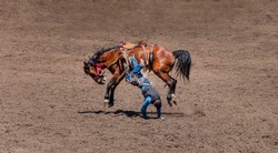 Bronco Riding at the rodeo, A cowboy is trying to ride a roan colored bucking bronco. He is falling off to the visible side of the horse. His hands are touching the dirt of the arena.