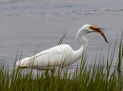 A great white egret has caught a fish and has it in its beak. The bird is white, standing in water with green reeds around it. The fish in its beak is about 10
