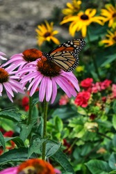Monarch butterfly on cone flower