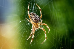 Close up macro shot of a European garden spider (cross spider, Araneus diadematus) sitting in a spider web