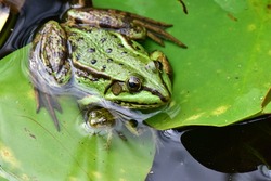 common water frog adult and youngster, green frog sitting with kid on water lily leaf, edible frog and child rest in lake, mother protect baby