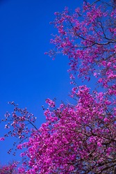 Pink flowering tree against brightly blue sky. The Physocalymma scaberrimum also known as Braziliam Reseda reminiscent of Japanese cherry trees.
