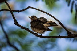 Ruffled feathers bird on blurred forest background. Horizontal composition, copy space.