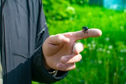 Geotrupes, Geotrupinae, an insect, a black dung beetle, sits on a man's finger against the background of a street and green grass