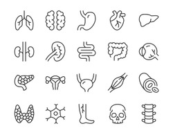 Human internal organ line icon. Minimal vector illustration with simple thin outline icons as lung, heart, stomach, bone, brain, kidney, skull and other anatomy parts. Editable Stroke