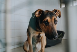 Sad dog in shelter. Pet waiting for home. Dogs missing owner. Dogs missing place to stay like home. Sad dog face. Dog waiting for owner. Missing dog in shelter. Animal shelter. Animal sadness.