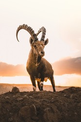 A nubian ibex standing on a cliff at israeli negev desert, sunset 
 in the background