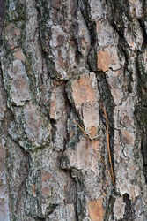 Close up on bark from a southern loblolly pine tree, also known as a yellow pine