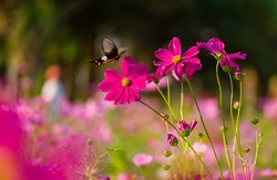 Butterfly fly around purple Mexican Aster (Cosmos bipinnatus) with lovely color HD