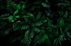 Fern leaves on dark background in jungle. Dense dark green fern leaves in garden at night. Nature abstract background. Fern at tropical forest. Exotic plant. Beautiful dark green fern leaf texture.