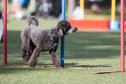 Outside agility shoot of attentive obedient small grey poodle doing dog agility slalom hurdle on sunny summer day. Purebred caniche moyen with show curly hair cut enjoying summer sport activities. 