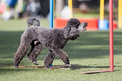Outside agility shoot of attentive obedient small grey poodle doing dog agility slalom hurdle on sunny summer day. Purebred caniche moyen with show curly hair cut enjoying summer sport activities. 