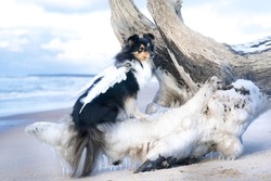 Stunning nice fluffy white and black tricolor shetland sheepdog, sheltie sitting on ice floe on a cold sunny winter day. Small lassie, little collie dog with angel wings on frozen sea with blue sky