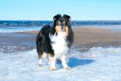 Stunning nice fluffy sable white and black tricolor shetland sheepdog, sheltie standin on ice floe, block of ice on a cold sunny winter. Small lassie, little collie dogs portrait outside on frozen sea