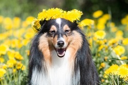 Smart and beautiful black white shetland sheepdog, sheltie, small lassie. Outdoors portrait of little collie dog with a circlet of yellow dandelions in summer time. Happy midsummer Sweden Baltic