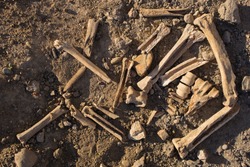 Bones of animals eaten by ancient people. The remains of cloven-hoofed animals.