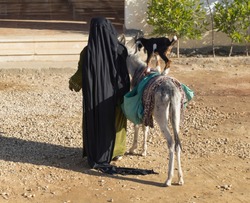 An elderly woman entertains tourists. An old granny with a donkey and a little goat. Bedouin life.
