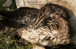 Great Cormorant (Phalacrocorax carbo). Environmental disaster. A dead bird.