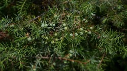 Juniperus communis, the common juniper, is a speciesconifer in the genus Juniperus, in the family Cupressaceae.
