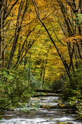 FallFoliage Canopy Over Appalachian Mountain Stream.