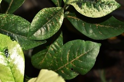 The ornamental house plant leaf was infested by scale insects on the upper leaf surface.