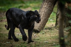Black Panther in the forest