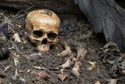 Skull and bones digged from pit in the scary graveyard which has dim light / Still life and art image