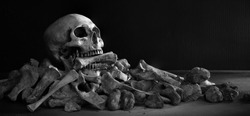 The skull biting bone in the mouth on pile of bone and on dark background / Select focus, Still life image, space for text, adjustment, size and color, black and white, for background