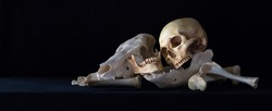 Still Life with Human skull and Animal skull on pile of bone in dark Halloween night / Selective focus and space for texts, adjustment size for header, banner, cover