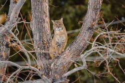 Large Bobcat High Up In Cottonwood Tree Looking For Dinner