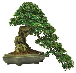 Bonsai in a pot, Isolated white background