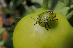 During the summer, the tomatoes are attacked by bugs that distort the surface of the fruits and make them unsaleable. These insects measure a few millimeters but in macro mode they are impressive.