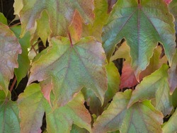 Close up autumn colored, green, yellow and pink maple tree leaves. Colorful, seasonal natural background